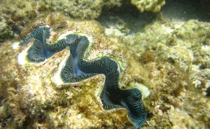 The newly discovered giant clam. Photo: E. A. Treml.
